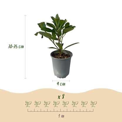 Pflanzfix24 - Prunus laurocerasus Caucasica - Heckenpflanzen - 8 Pflanzen - 1 laufenden Meter