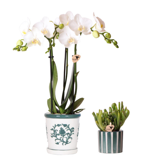 Pflanzfix24.de – Orchideen- & Sukkulenten-Set Malaga- & Painted Stripe-Topf - Pflanzfix24.de