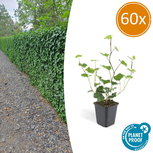 60x Hedera Hibernica - ↕10-25cm - Ø9cm - Pflanzfix24.de - Pflanzfix24.de