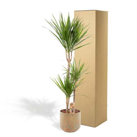 Dracaena Marginata mit Topf - 120cm Höhe - Ø21cm - Pflanzfix24