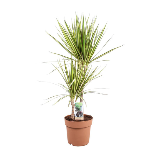 Dracaena Marginata Sunray - Ø21cm - ↕80cm - Pflanzfix24