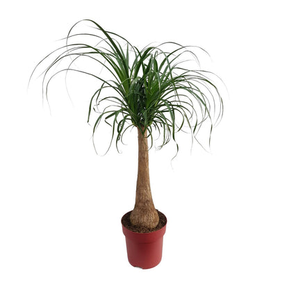 Beaucarnea 'Maya Palm' Stam P27 - Ø27cm - ↕110cm - Pflanzfix24
