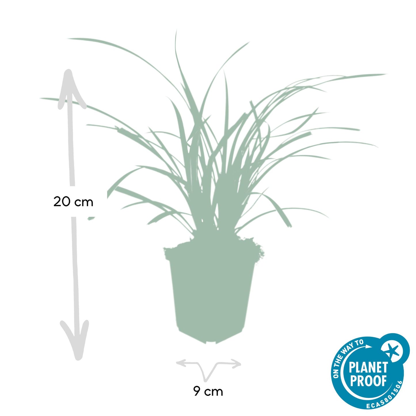24x Carex morrowii 'Ice Dance' - Ziergras für Garten - Pflanzfix24