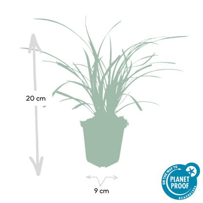 24x Carex morrowii 'Ice Dance' - Ziergras für Garten - Pflanzfix24