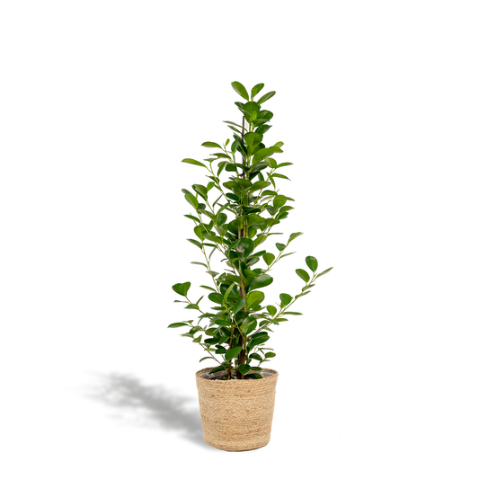 Ficus microcarpa Moclame - Ø21cm - ↕95cm + Korb Selin - Pflanzfix24