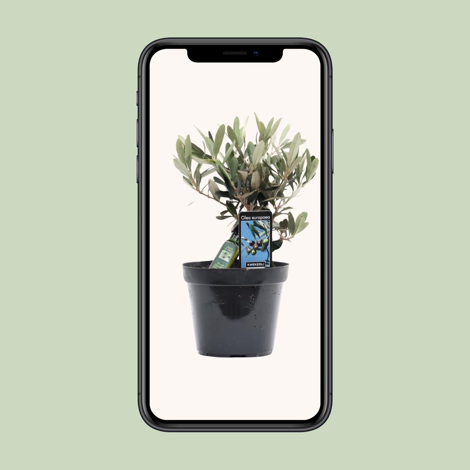 Olivenbaum Olea Olijf Ø13cm – 25cm hoch | Pflanzfix24.de - Pflanzfix24.de