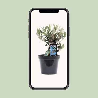 Olivenbaum Olea Olijf Ø13cm – 25cm hoch | Pflanzfix24.de - Pflanzfix24.de