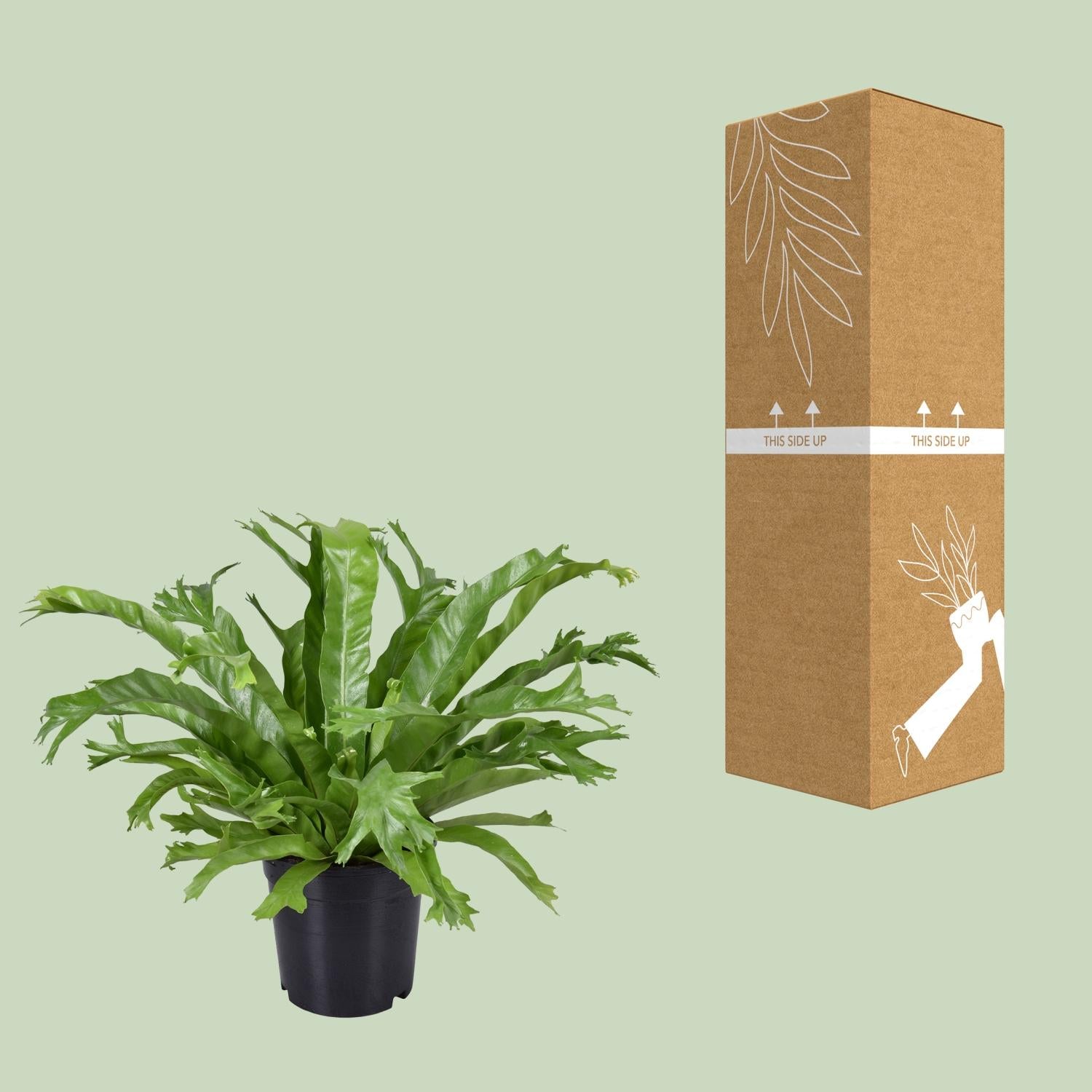 Asplenium Nidus Crissie - Ø17cm - ↕40cm - Pflanzfix24.de - Pflanzfix24.de