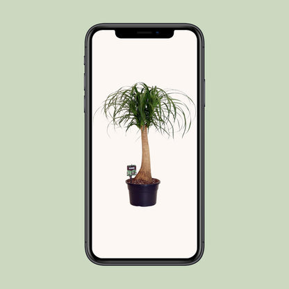 Beaucarnea Nolina - Ø23cm - ↕80cm von Pflanzfix24