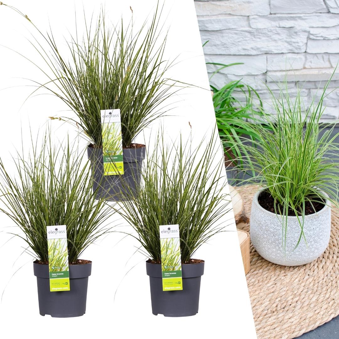 3 x Carex brunnea Variegata - Ø 14 cm - ↨ 25 cm - Pflanzfix24