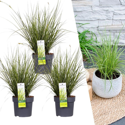 3 x Carex brunnea Variegata - Ø 14 cm - ↨ 25 cm - Pflanzfix24