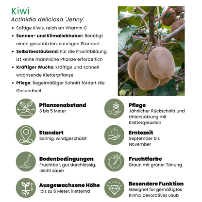 6 x Bio-Kiwi-Pflanzen - Ø 13 cm - ↨ 20 cm bei Pflanzfix24.de