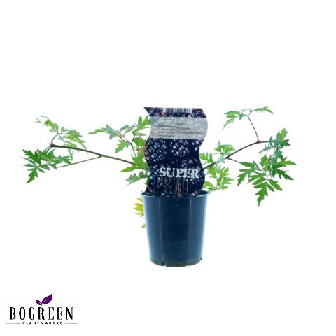 Rubus Thornless Evergreen (Dornenlose Brombeere) - Ø12cm - ↕30cm - Pflanzfix24