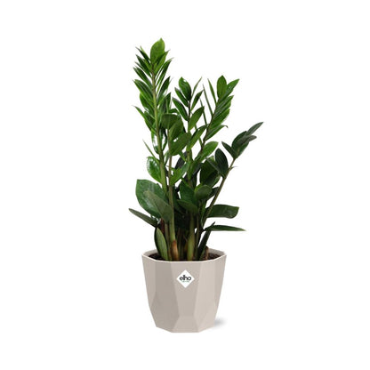 Zamioculcas - Hoogte 45-50 in ELHO b.for rock 14 cm warm grey by Pflanzfix24