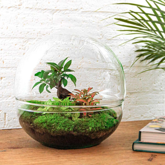 Flaschengarten - Dome XL - Ficus Ginseng Bonsai - Pflanzfix24