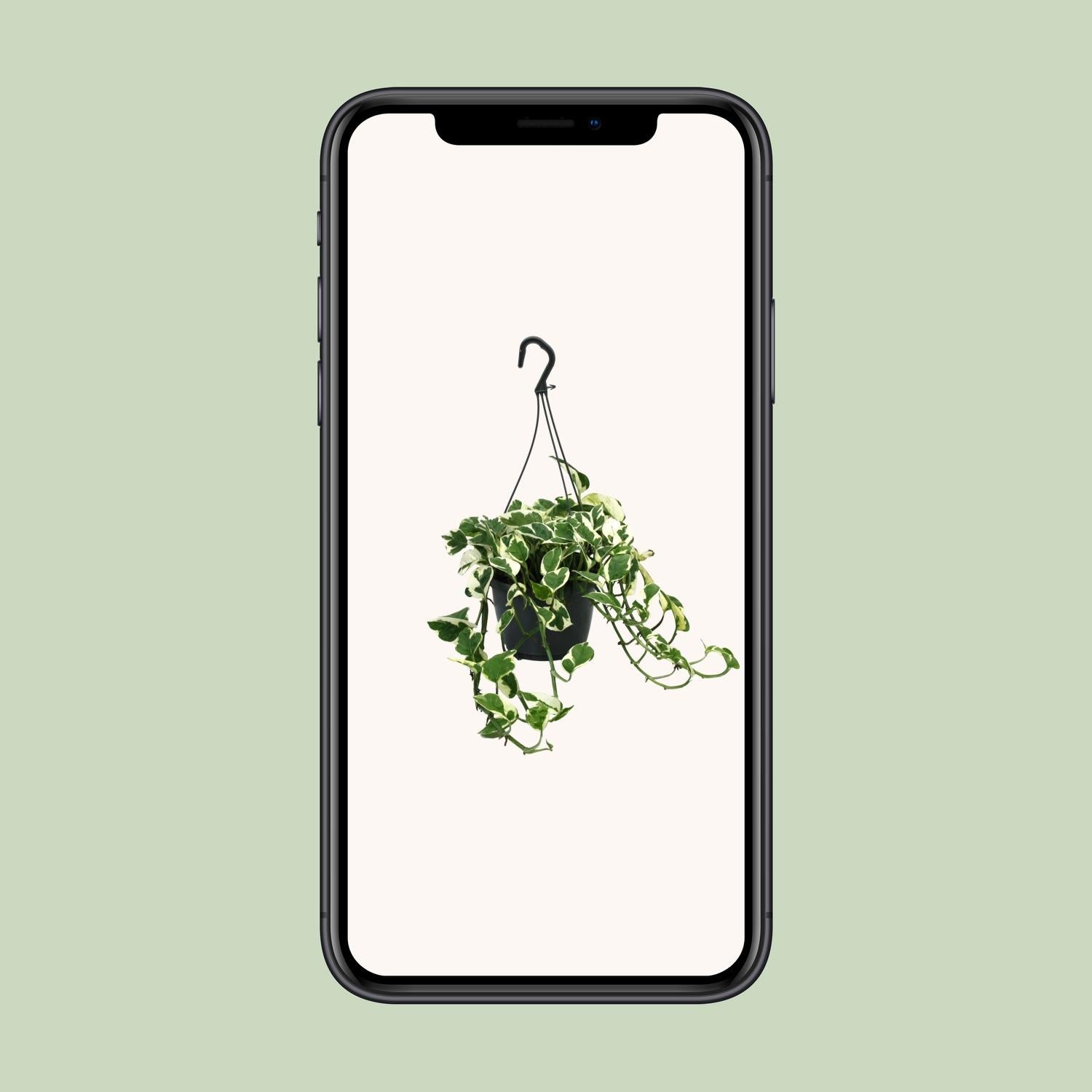 Scindapsus N’Joy 35cm – Ø15cm Topf – Pflanzfix24.de - Pflanzfix24.de