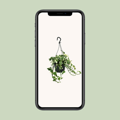 Scindapsus N’Joy 35cm – Ø15cm Topf – Pflanzfix24.de - Pflanzfix24.de