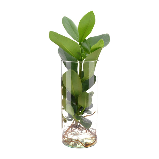Clusia In Cylinder Glas - Ø12cm - ↕30cm - Pflanzfix24.de - Pflanzfix24.de