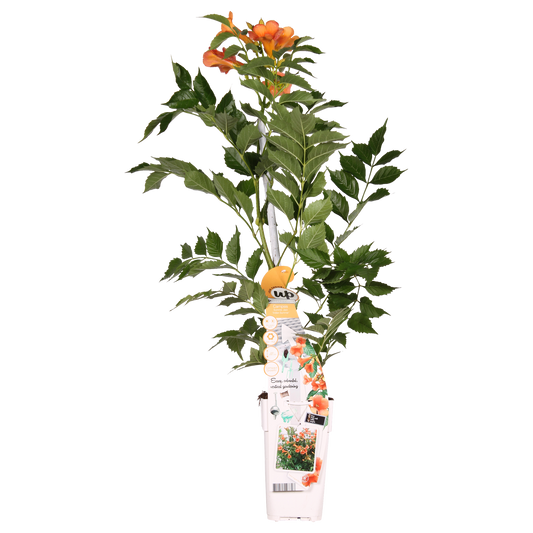Campsis Indian Summer - Trompetenblume Orange - Pflanzfix24.de - Pflanzfix24.de