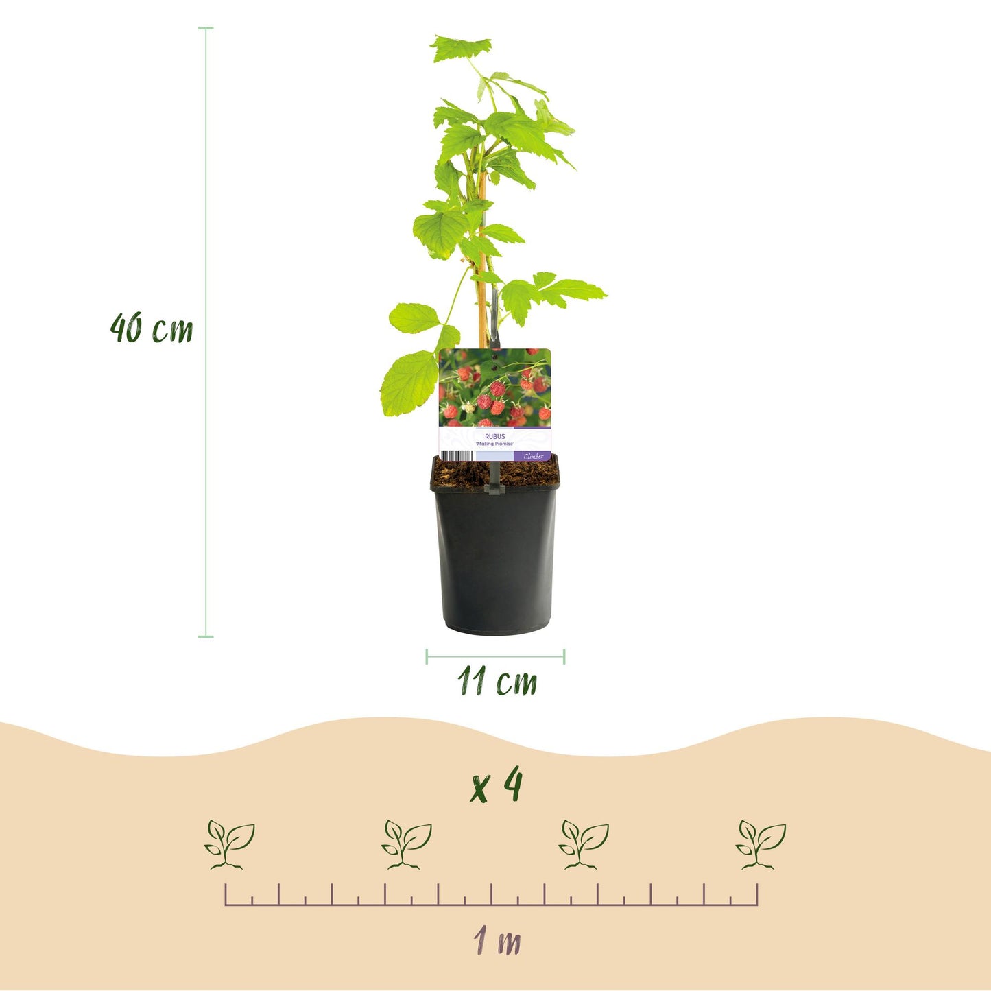 Pflanzfix24 - Himbeere - Rubus Malling Promise - 2 Pflanzen