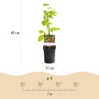 Pflanzfix24 - Himbeere - Rubus Malling Promise - 2 Pflanzen