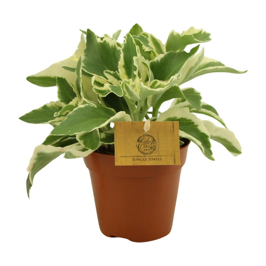 Kalanchoe Laciniata - Ø12cm - ↕30cm bei Pflanzfix24
