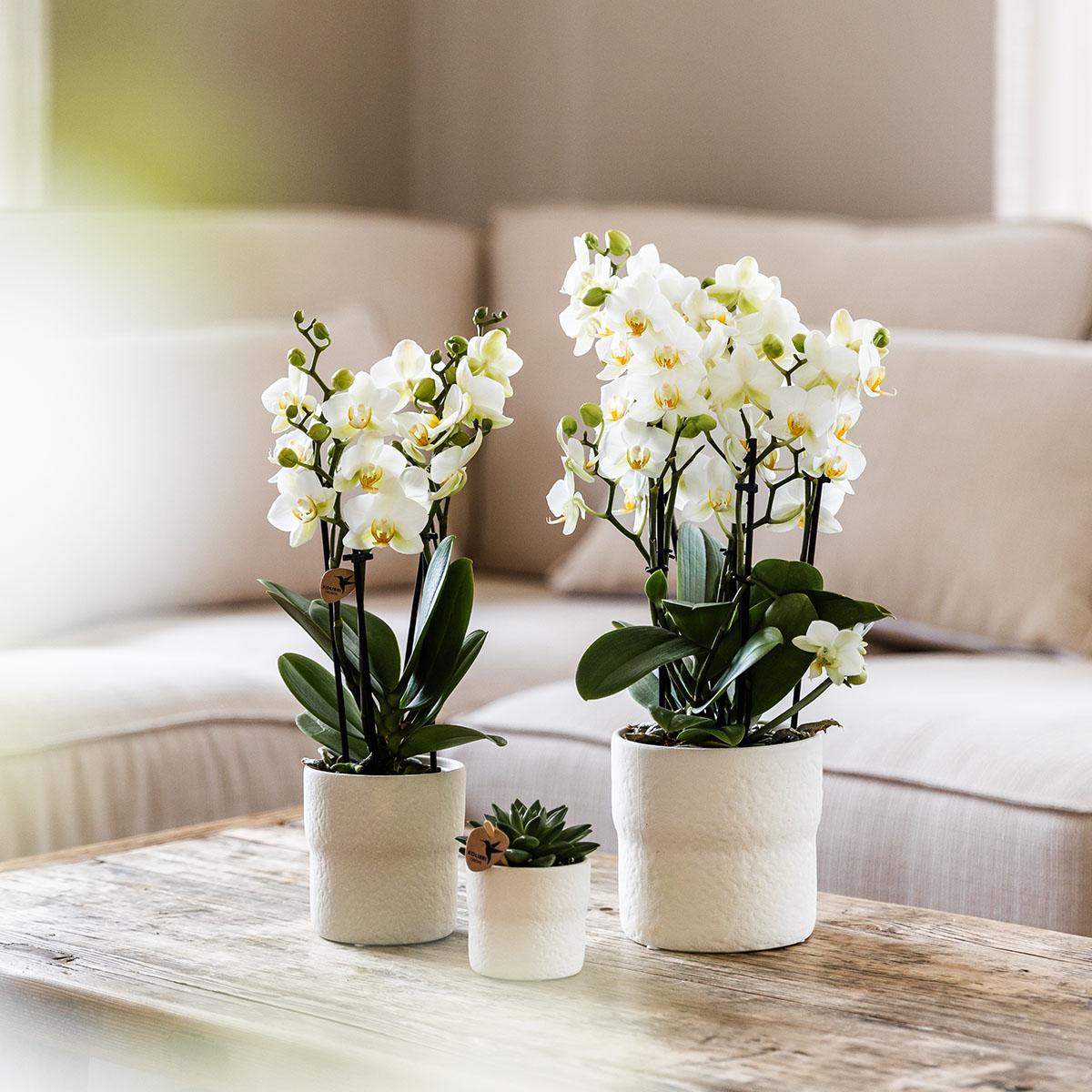 Kolibri Orchideen Phalaenopsis Lausanne Weiß Ø9cm – Blühende Zimmerpflanze | Pflanzfix24.de - Pflanzfix24.de