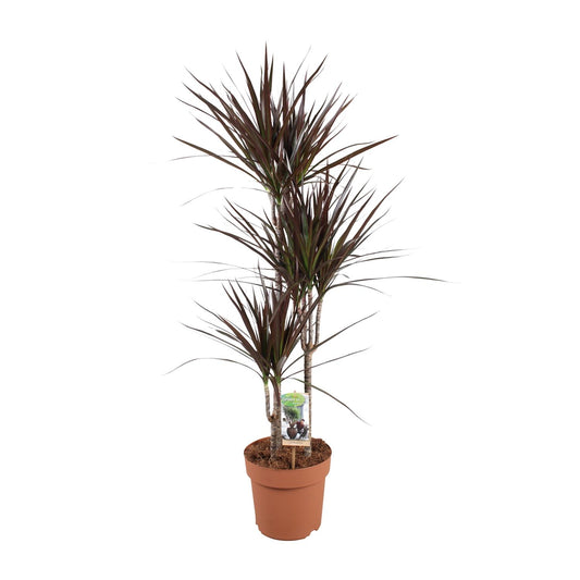 Dracaena Magenta - Ø21cm - pflanzfix24