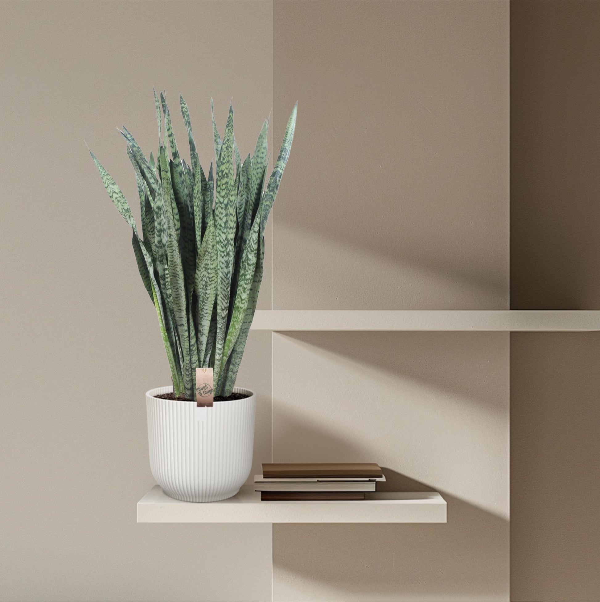 Sansevieria Zeylenica 110cm – Bogenhanf im Topf Ø35 – Pflanzfix24.de - Pflanzfix24.de