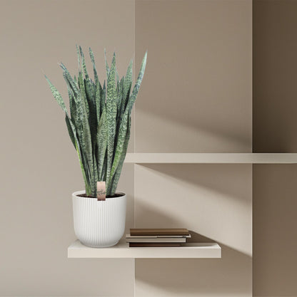 Sansevieria Zeylenica 110cm – Bogenhanf im Topf Ø35 – Pflanzfix24.de - Pflanzfix24.de