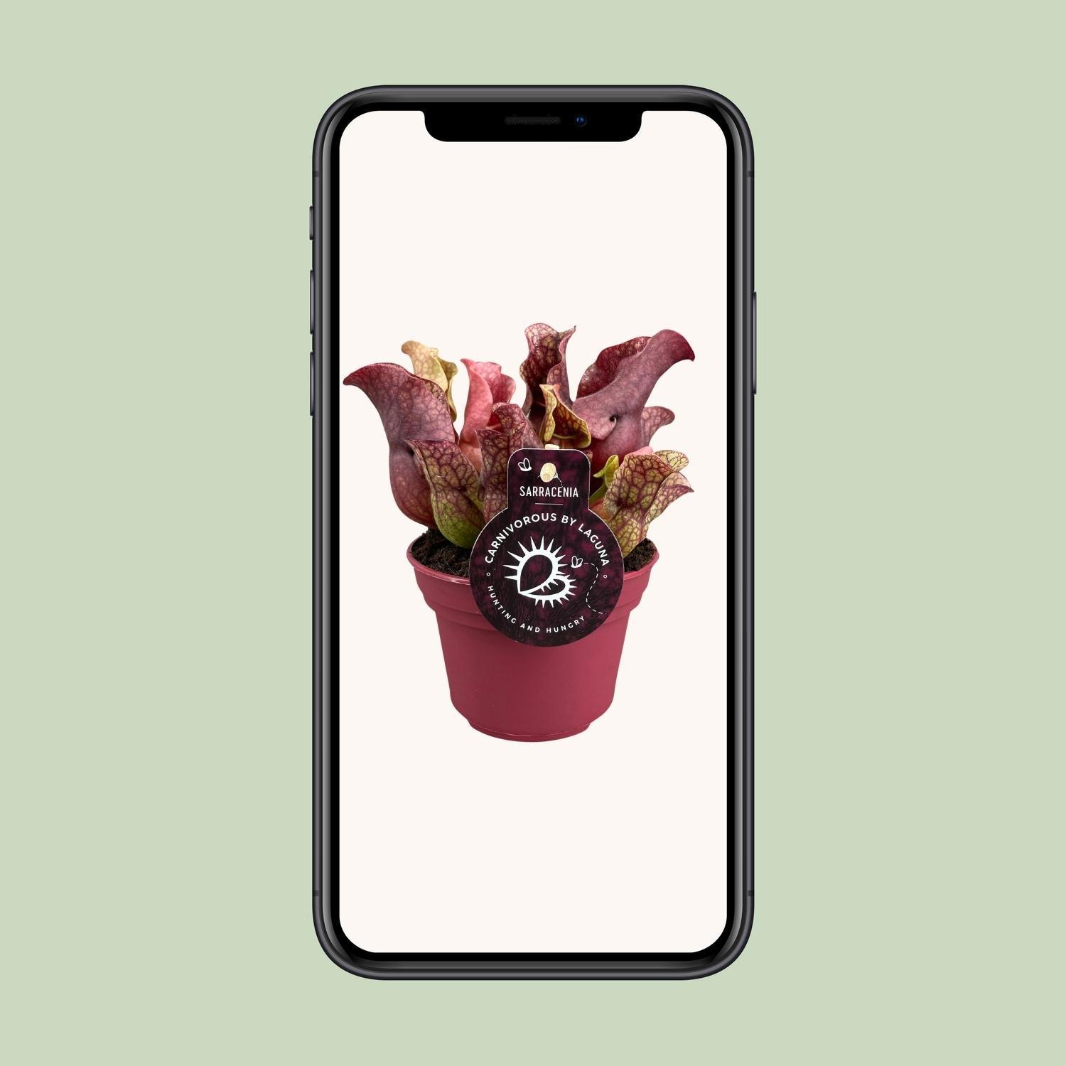 Sarracenia – Fleischfressende Pflanze Ø12cm – Pflanzfix24.de - Pflanzfix24.de