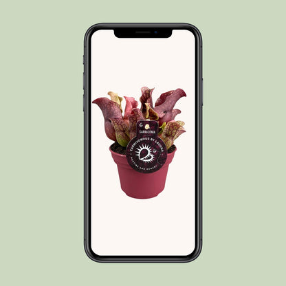 Sarracenia – Fleischfressende Pflanze Ø12cm – Pflanzfix24.de - Pflanzfix24.de