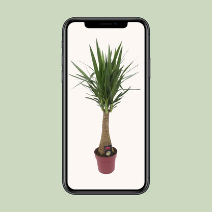 Yucca 'Maya Tree' 60stam P27 - Pflanzfix24