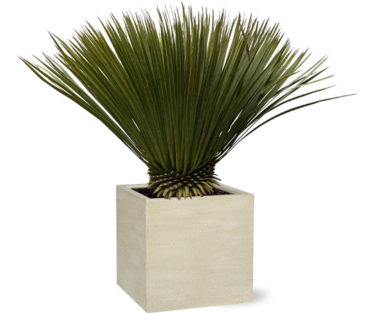 Yucca Rostrata 75cm Ø30 – Robuste Palmlilie | Pflanzfix24