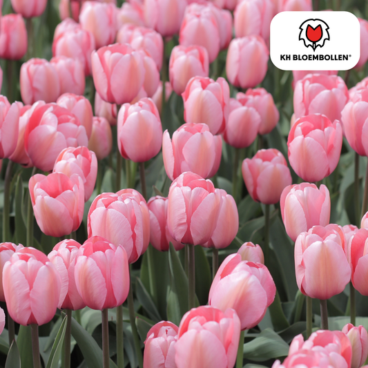 Tulpenbollen Apricot Delight – 20 Stuks | KH Bloembollen® | Roze Apricot Tulp - Pflanzfix24