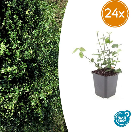 24x Euonymus fort. 'Coloratus' - ↕10-25cm - Ø9cm - Pflanzfix24