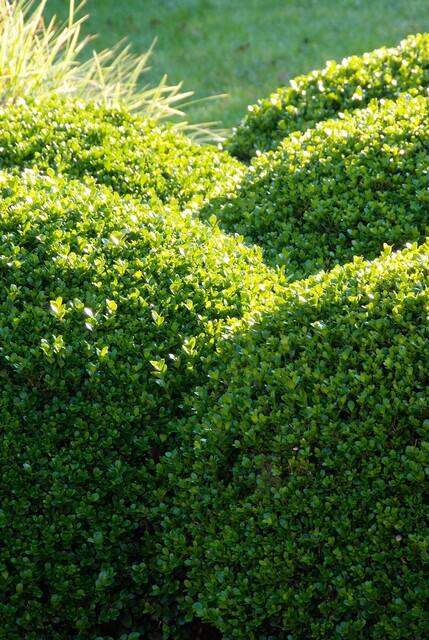 20x Buxus Sempervirens Ø9cm immergrüne Heckenpflanzen – Pflanzfix24.de - Pflanzfix24.de