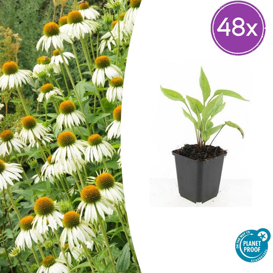 48x Echinacea p. 'White Swan' - ↕10-25cm - Ø9cm - Pflanzfix24