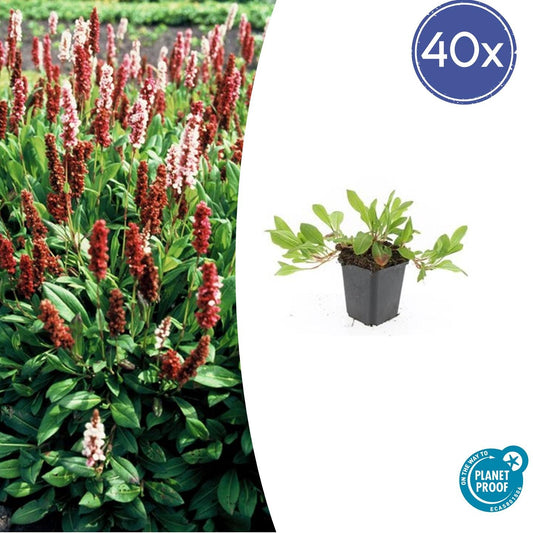 40x Persicaria aff. 'Darjeeling Red' - ↕10-25cm - Ø9cm - Pflanzfix24.de - Pflanzfix24.de